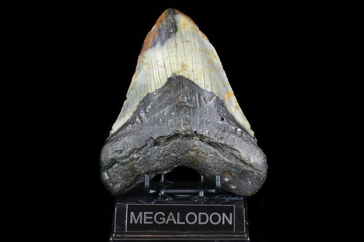 Huge, Fossil Megalodon Tooth - + Foot Shark #75545